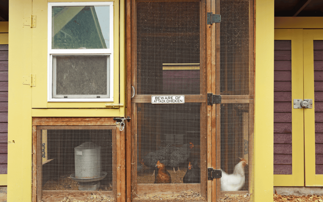 Why a Chicken Coop Storage Shed is a Great Addition to Your Backyard